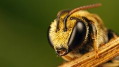 Tapeta Annimals 664.jpg